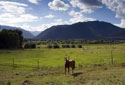 Horse on BarX