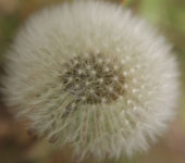 Dandilion