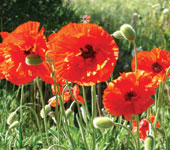 Poppies