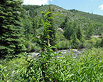 Frying Pan River Views 