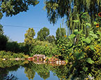 Pond and landscaping 